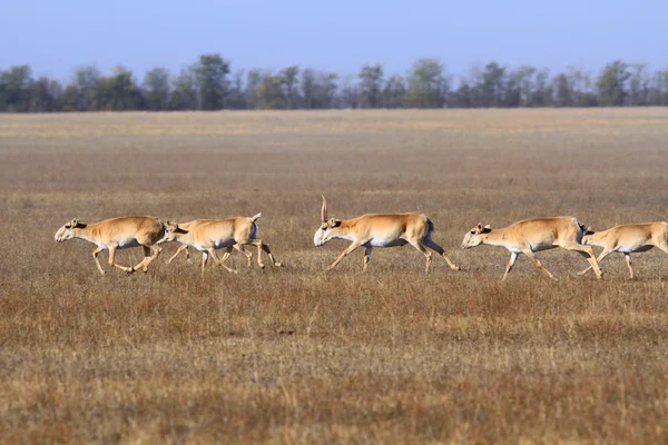 Saiga tatarica Royaltyfria Stockfoton