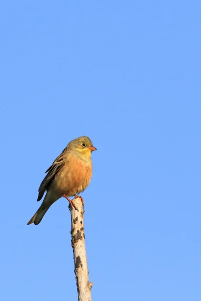 Emberiza hortulana Royaltyfria Stockbilder