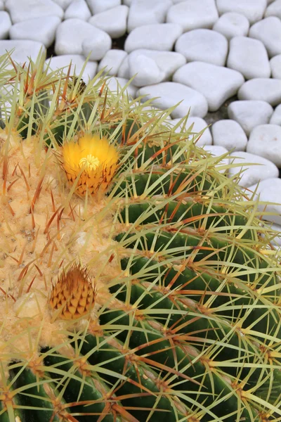 Cactus floare — Fotografie, imagine de stoc