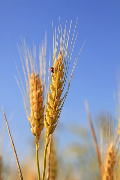 Coni di grano — Foto Stock