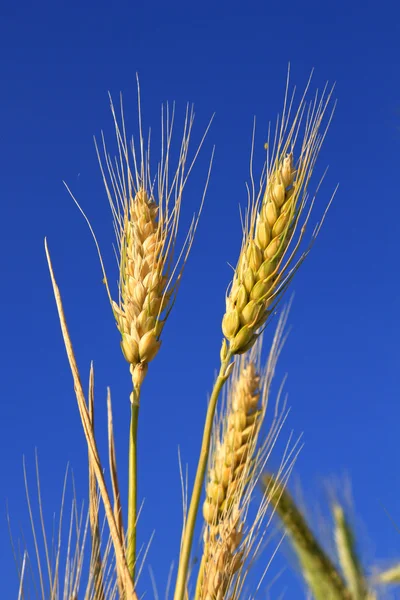 Coni di grano — Foto Stock