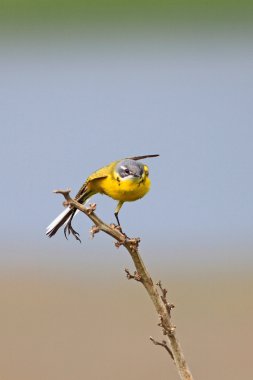 Sarı kuyruksallayan