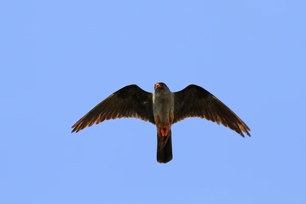 Falco vespertinus — Stockfoto