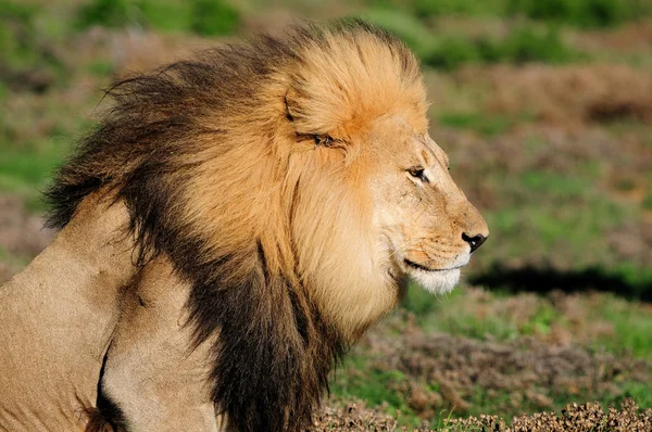 Um leão Kalahari, Panthera leo, no Par Nacional do Elefante Addo — Fotografia de Stock