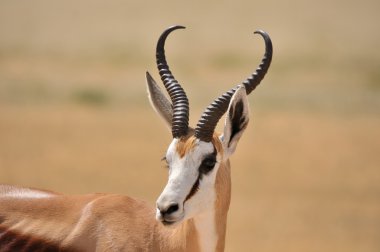 Springbok etkin ulusal park 2