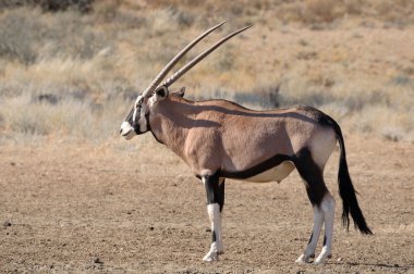 Oryx (Gemsbok)