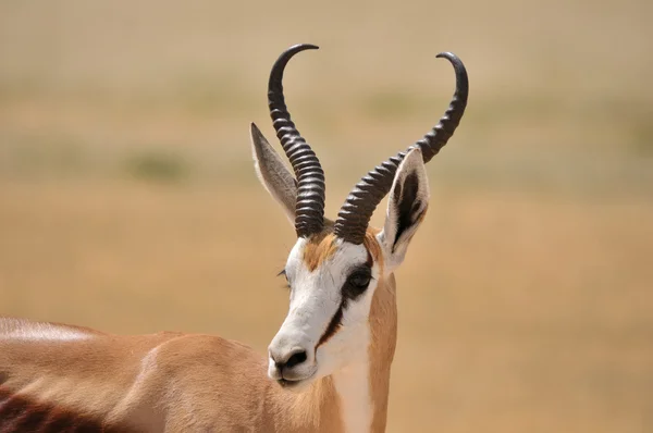 SPRINGBOCK i etosha national park 2 — Stockfoto