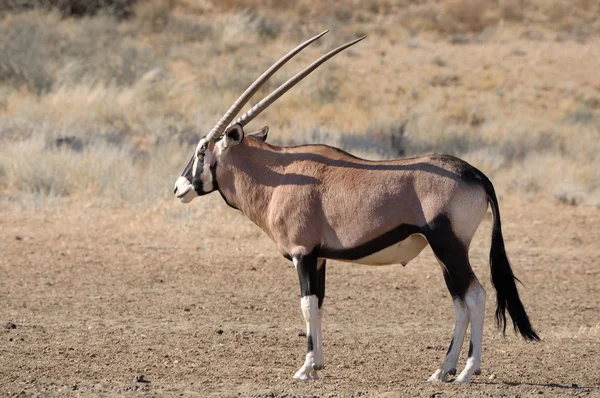 Oryx (Gemsbok) — Stok fotoğraf