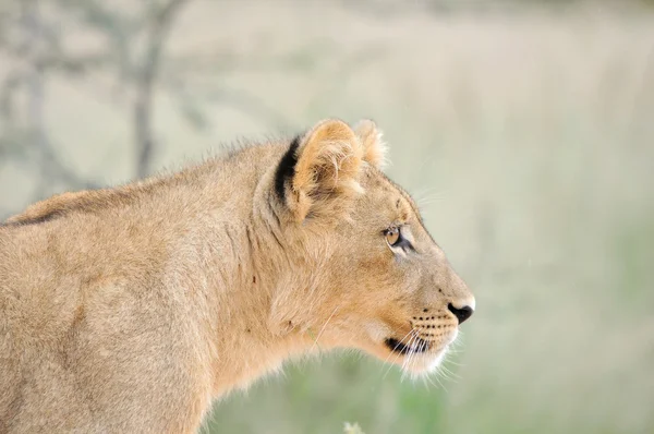 Filhote de leão no Kalahari — Fotografia de Stock