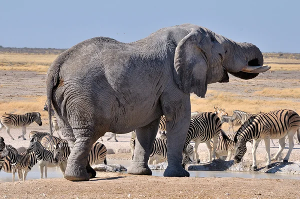 Elefante, Parque Nacional Etosha, Namibia — Foto de Stock