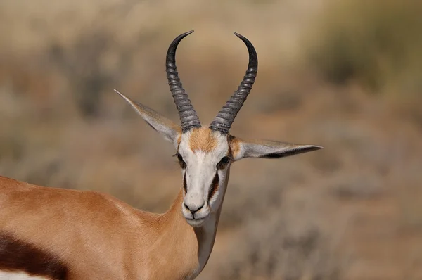 Springbok nel Parco Nazionale di Etosha — Foto Stock