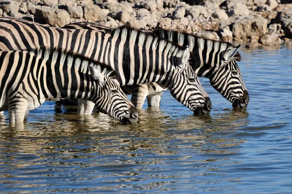 Zebras Trinkwasser, okaukeujo Wasserloch — Stockfoto