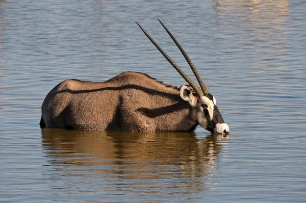 Orix (Gemsbok) eau potable — Photo