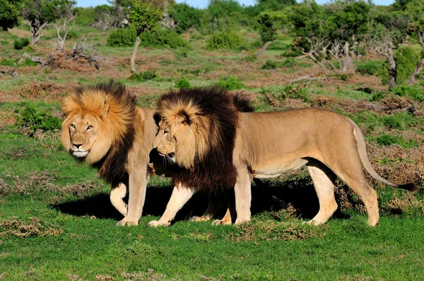 Dois leões Kalahari, Panthera leo, no Addo Elephant National — Fotografia de Stock