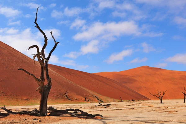 Esqueleto solitario del árbol, Deadvlei, Namibia — Foto de Stock