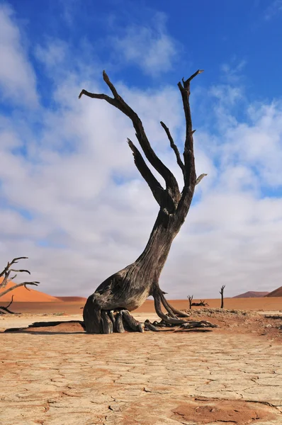 棵孤独的树骨架，deadvlei 纳米比亚 — 图库照片