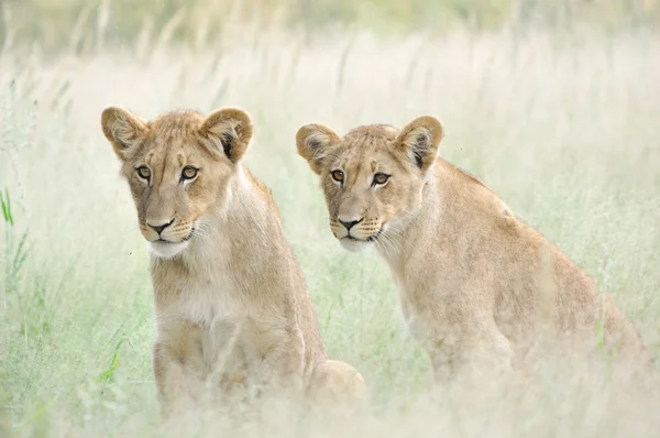Lion cubs in the Kalahari — Stock Photo, Image
