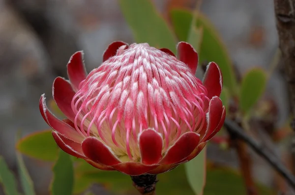 Protea de Sugerbush commune — Photo