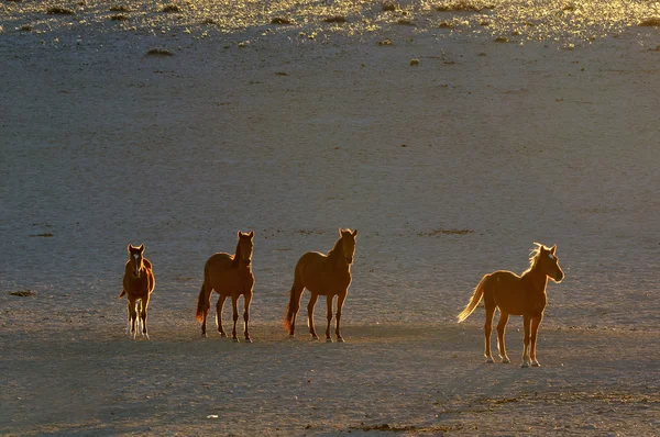 Cavalos Selvagens do Namib — Fotografia de Stock
