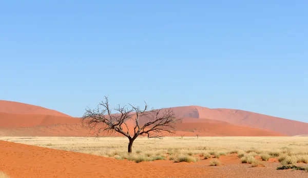 Panorama de Namib — Foto de Stock