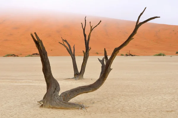 Ağaç iskeletler, deadvlei, Namibya — Stok fotoğraf