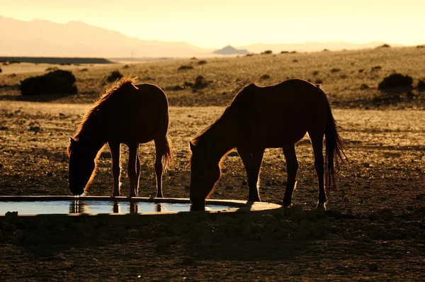 Wilde paarden van Namib — Stockfoto