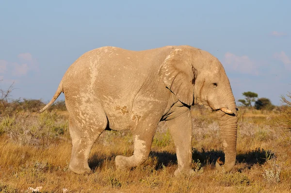 Biały słoń, park narodowy etosha namibia — Zdjęcie stockowe