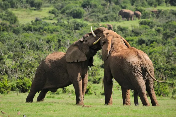 Deux éléphants se battent, parc national d'Addo Elephant, Afrique du Sud Images De Stock Libres De Droits