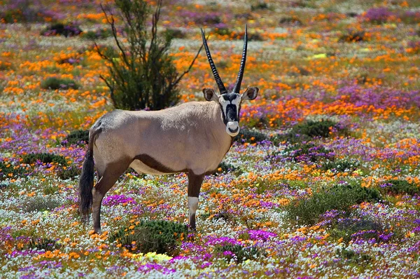 Oryx en fleurs Images De Stock Libres De Droits