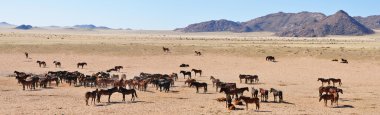 Vahşi atlar namib Panoraması
