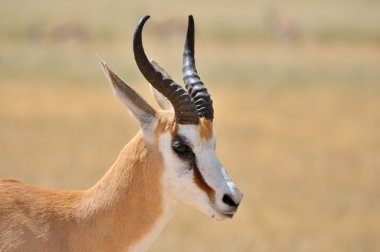 Springbok etkin ulusal parkta 1