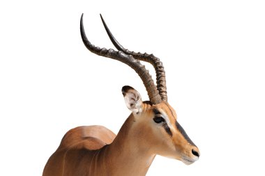 Impala üzerinde beyaz izole