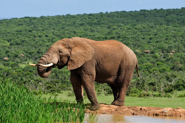 Acqua potabile di elefante alla diga di Harpoor, al parco nazionale di Addo, Sout — Foto Stock