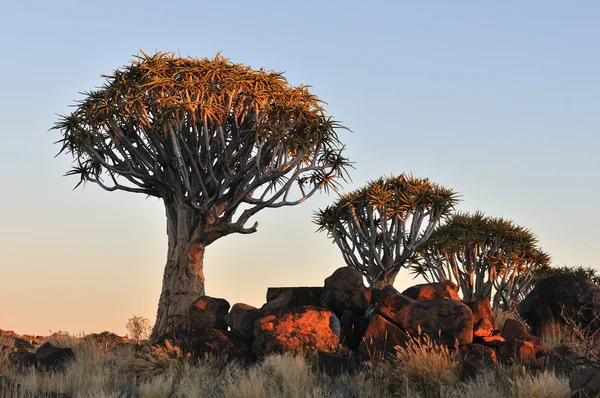 Zonsopgang op het quiver tree forest, Namibië — Stockfoto