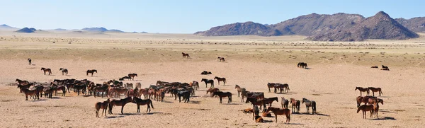 Wilde paarden van de namib panorama — Stockfoto