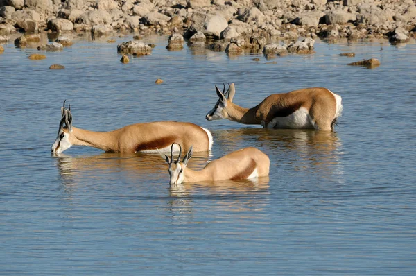 Antilopa skákavá ve vodě — Stock fotografie