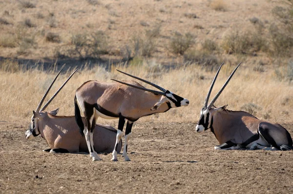 Oryx (Gemsbok) — Stok Foto