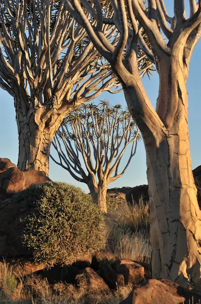 Zonsopgang op het quiver tree forest, Namibië — Stockfoto