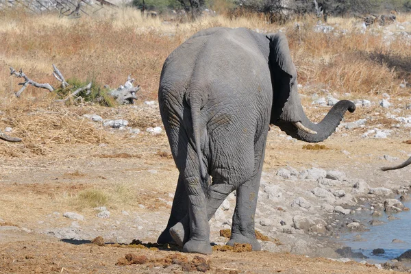 Olifant, etosha national park Namibië — Stockfoto