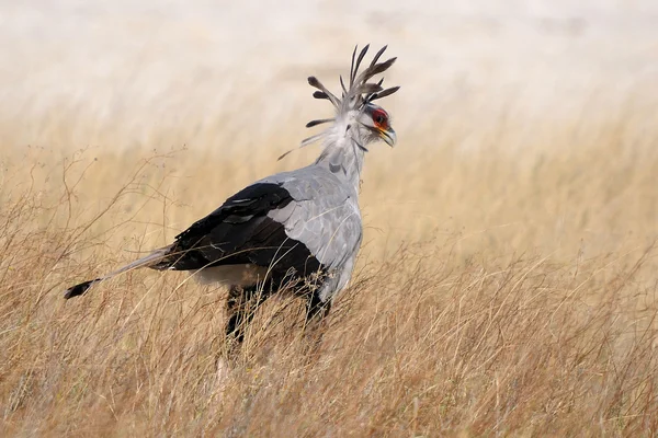 Secretary Bird, Etosha National Park — Stock Photo, Image