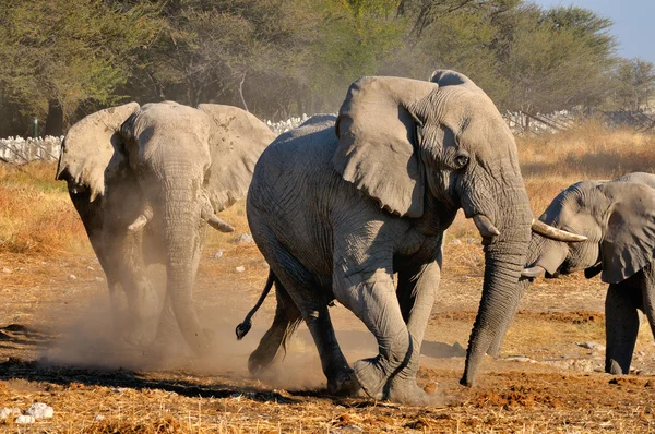 Pelea de elefantes, Parque Nacional Etosha, Namibia —  Fotos de Stock