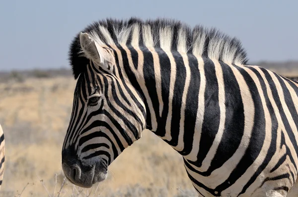 Zebra, etosha, Namibie — Stock fotografie