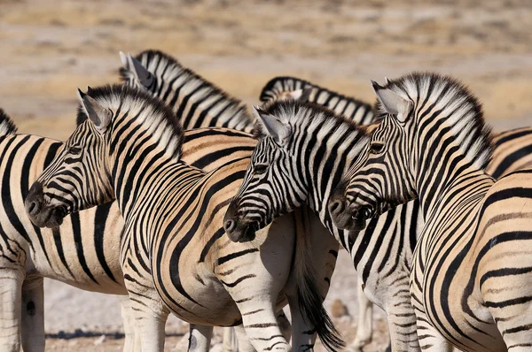 Zebra sürüsü, etkin, Namibya — Stok fotoğraf