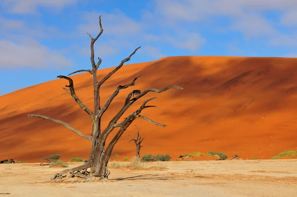 Samotne drzewo szkielet, deadvlei, namibia — Zdjęcie stockowe