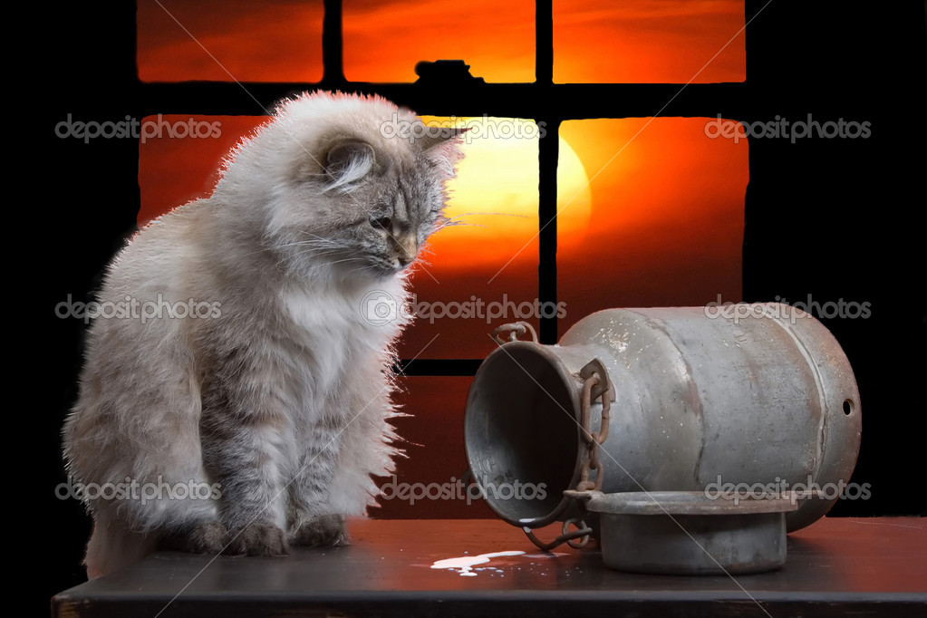 Chat Contre Oeuvre Coucher De Soleil Photographie Dpreezg C Chat Contre Oeuvre Coucher De Soleil Photographie Dpreezg C