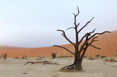 Yalnız ağaç iskeleti, deadvlei, Namibya