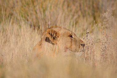 Aslan, panthera leo, etkin Ulusal Parkı