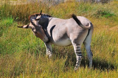 bir zonkey, bir eşek ve zebra çapraz