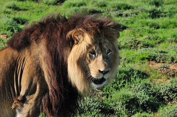 Um leão Kalahari, Panthera leo, no Par Nacional do Elefante Addo — Fotografia de Stock