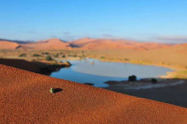 Um inseto em Sossusvlei no deserto do Namib — Fotografia de Stock
